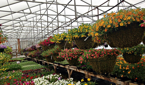 Garden Center Greenhouse Klinger Farm Market